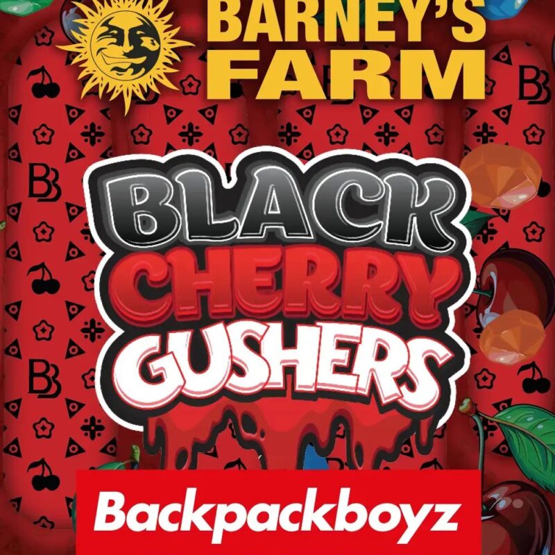 Black Cherry Gelato Seeds Feminized by Barneys Farm